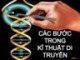 Bài giảng Di truyền thực vật - Nhóm 4: Các bước trong kĩ thuật di truyền