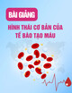 Bài giảng Hình thái cơ bản của tế bào tạo máu